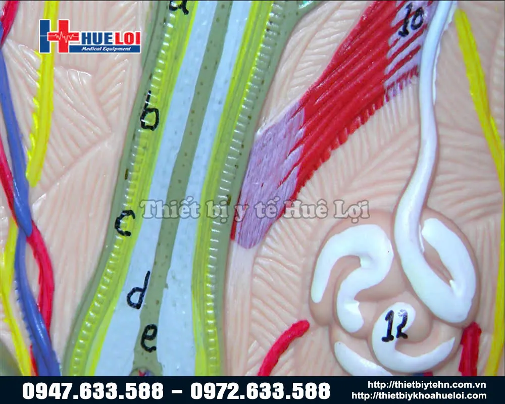 Hình ảnh chụp bằng máy soi cổ tử cung Ecocon FULL HD