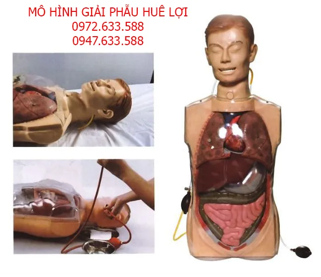 Mô hình thực hành rửa dạ giày