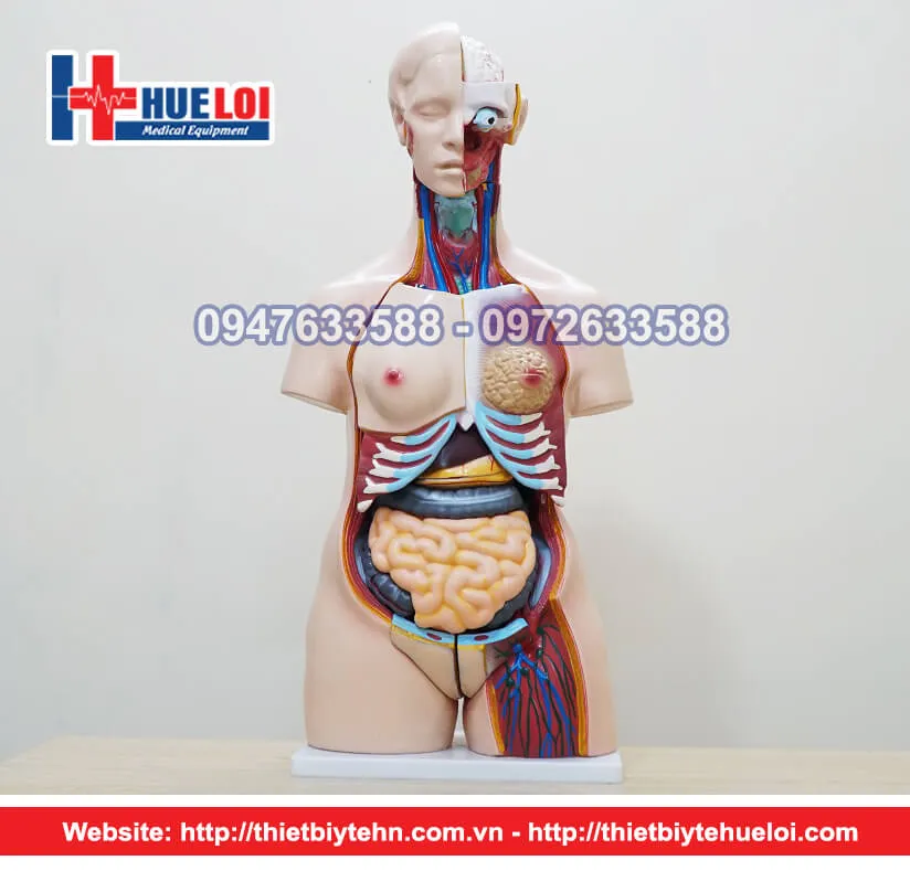 Mô hình giải phẫu nội tạng