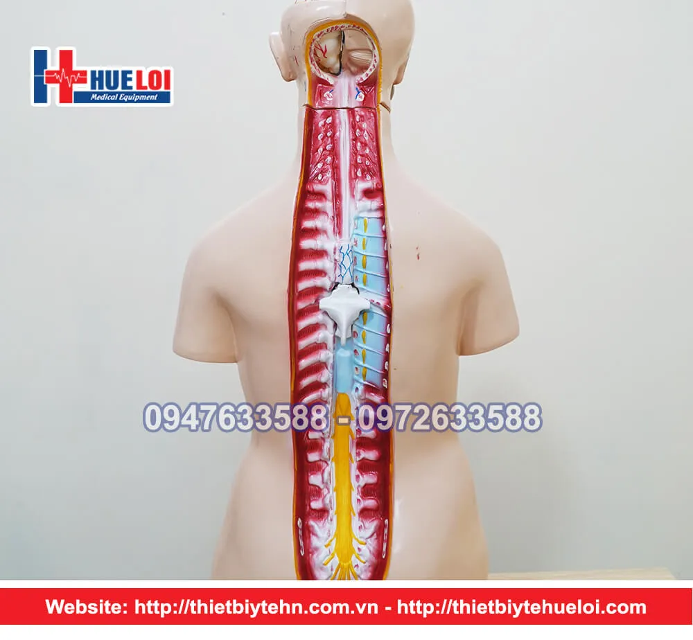 Mô hình giải phẫu nội tạng nữ