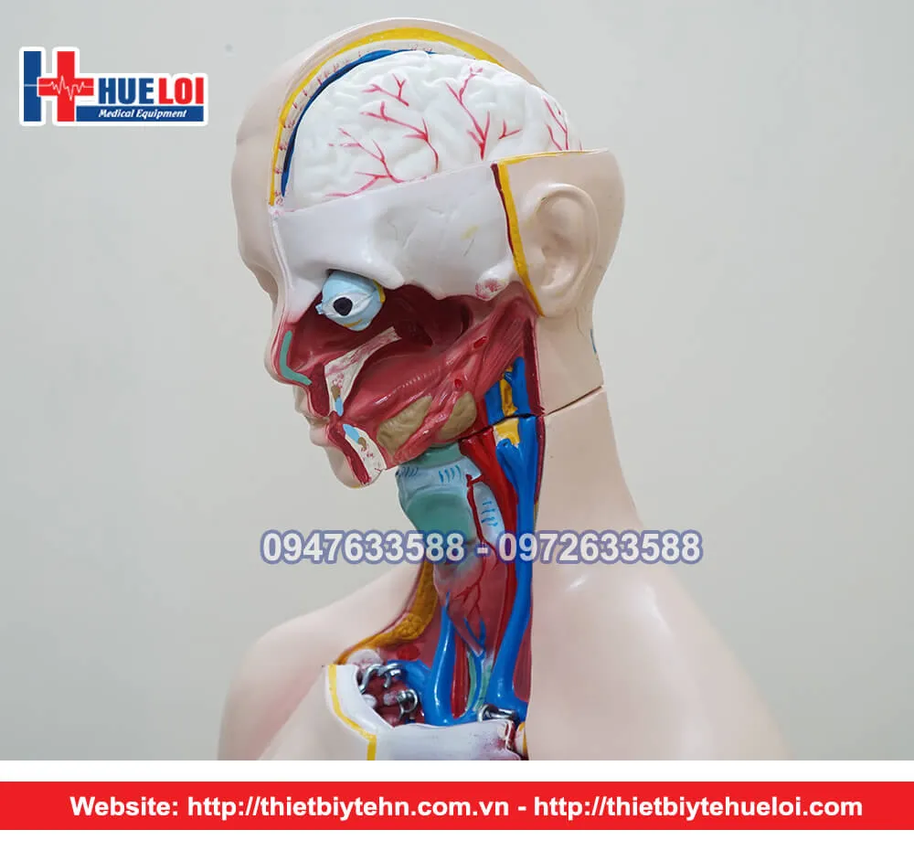 Chi tiết phần đầu mô hình giải phẫu nội tạng nữ