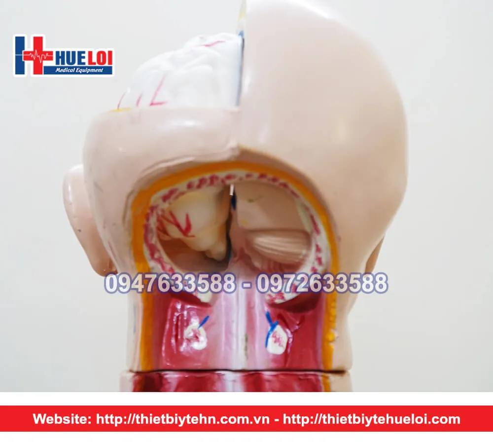 Mô hình giải phẫu nội tạng nữ giới