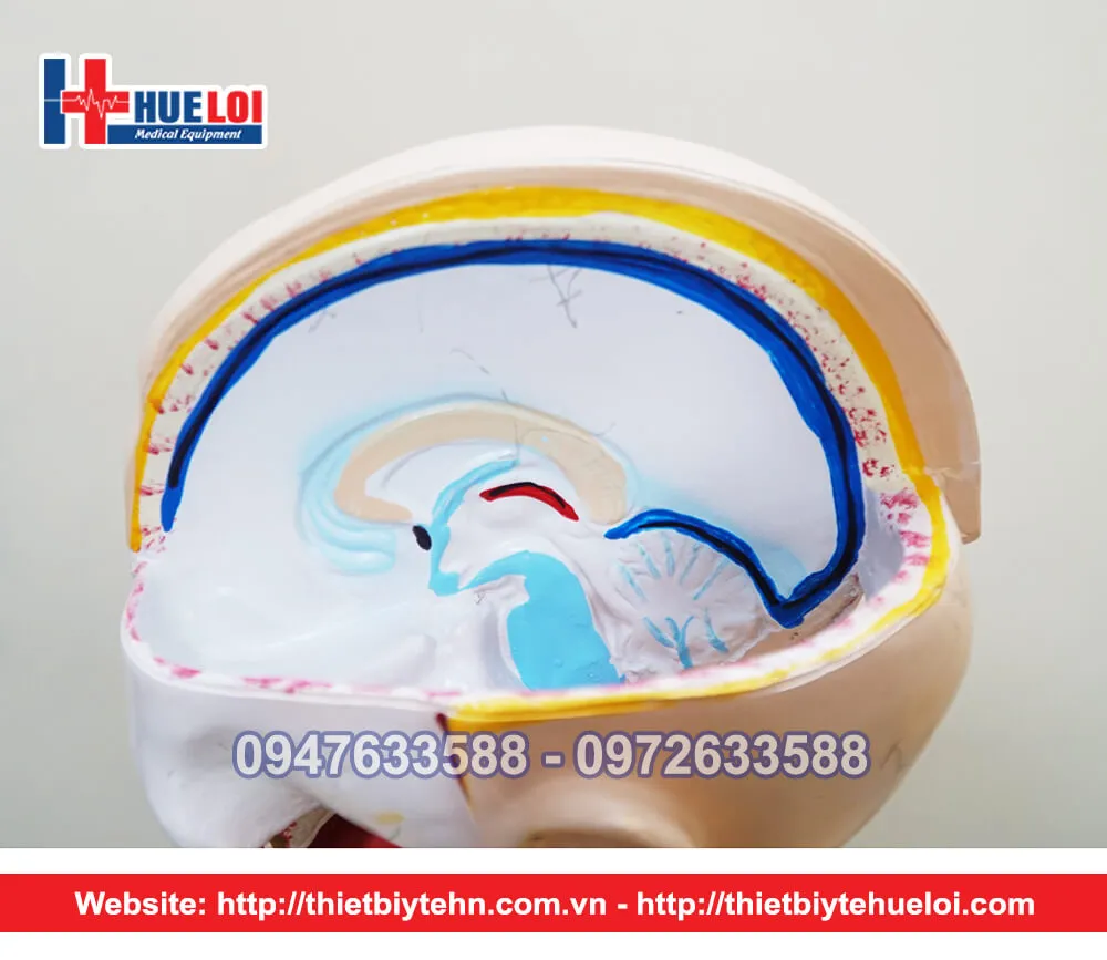 Mô hình giải phẫu nội tạng nữ giới