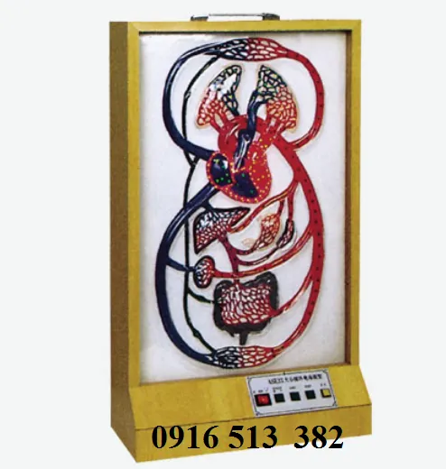 Mô hình vòng tuần hoàn của tim