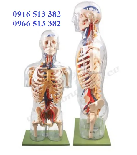 Mô hình giải phẫu thần kinh mạch máu nửa người trên