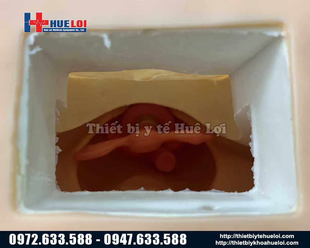 Mô hình tử cung bệnh lý phụ khoa