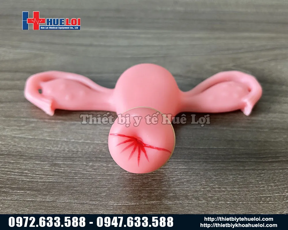 Mô hình thực tập khám phụ khoa