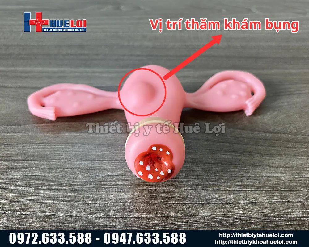Chi tiết phụ kiện tham khám bụng của mô hình thăm khám phụ khoa
