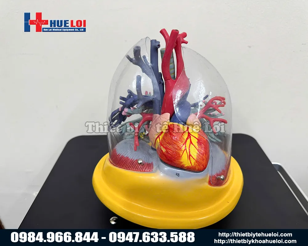 mô hình giải phẫu tim phổi và mạch máu