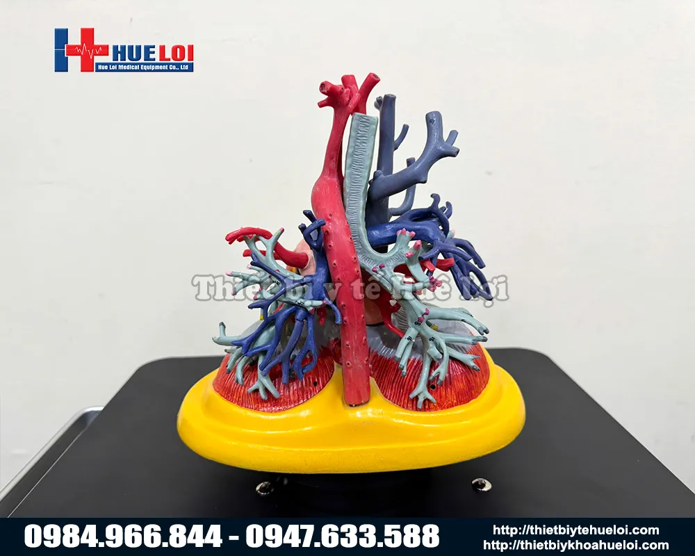 mô hình tim phổi và mạch máu