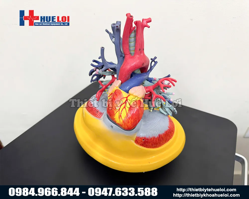 cấu tạo mô hình tim phổi và mạch máu