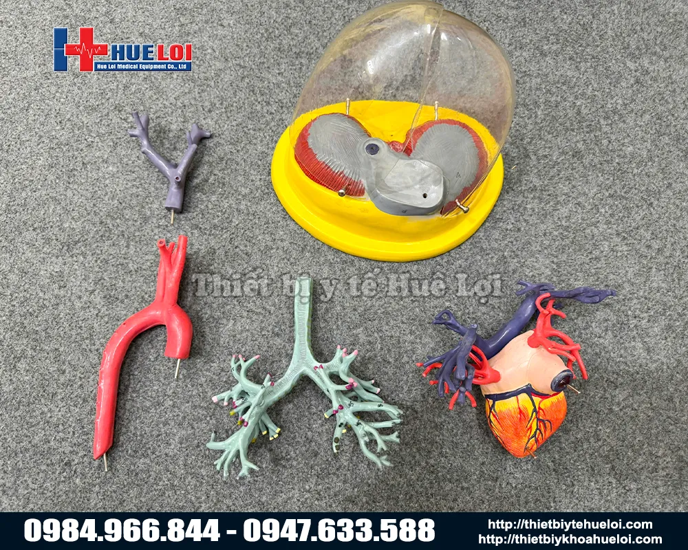 mô hình giải phẫu lồng ngực