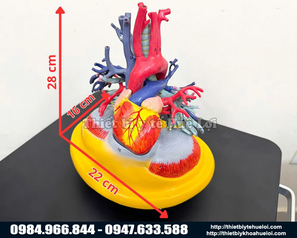 kích thước mô hình giải phẫu lồng ngực