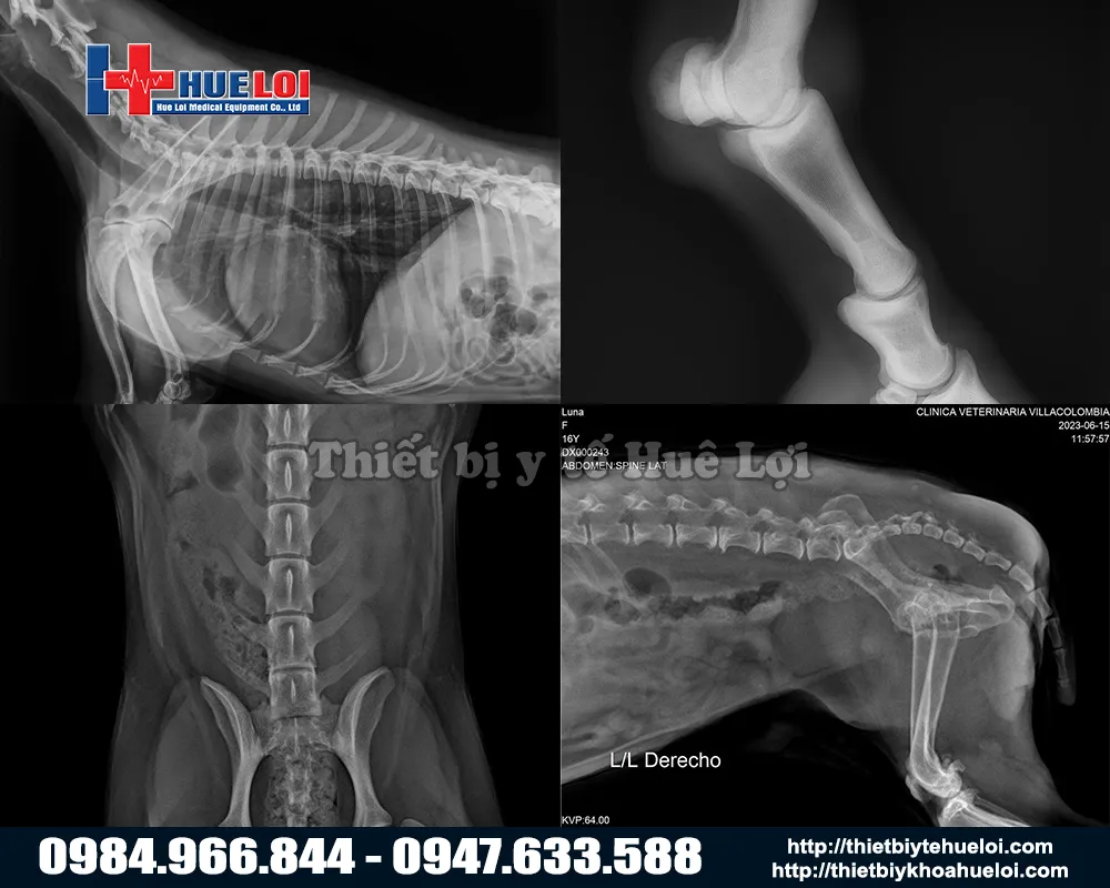 Phim chụp từ máy x-quang thú y di động