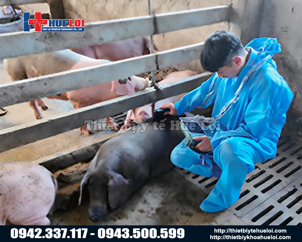 Máy siêu âm chẩn đoán thai di động cho heo