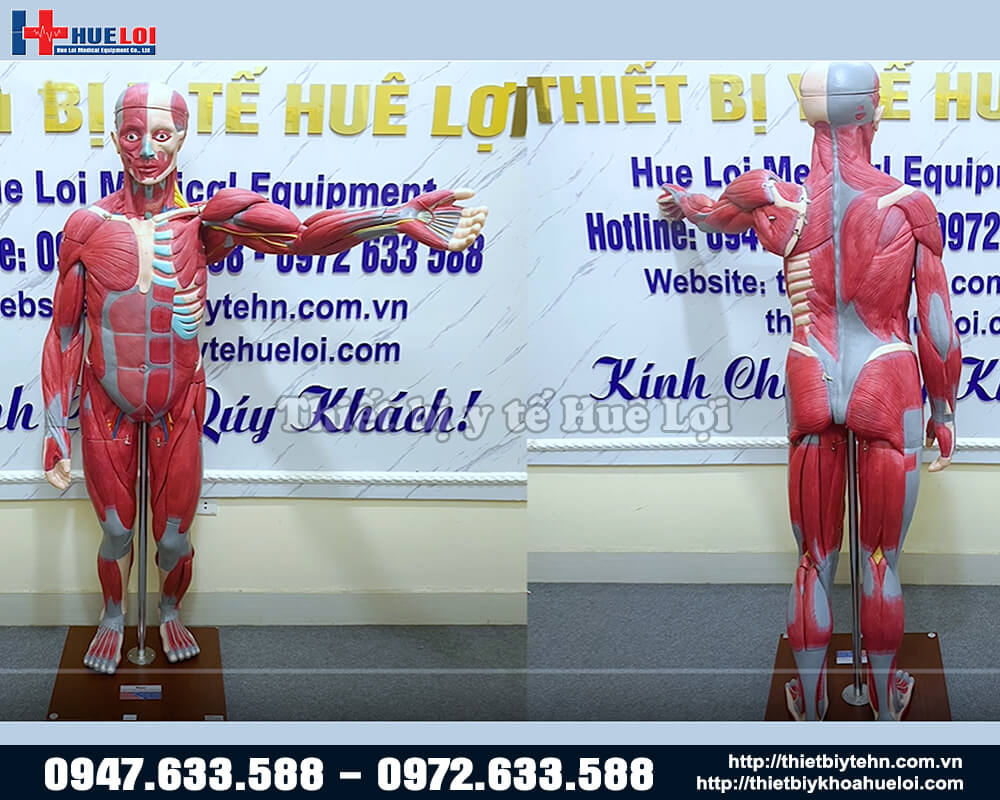 mô hình hệ cơ và nội tạng người tỉ lệ 1:1
