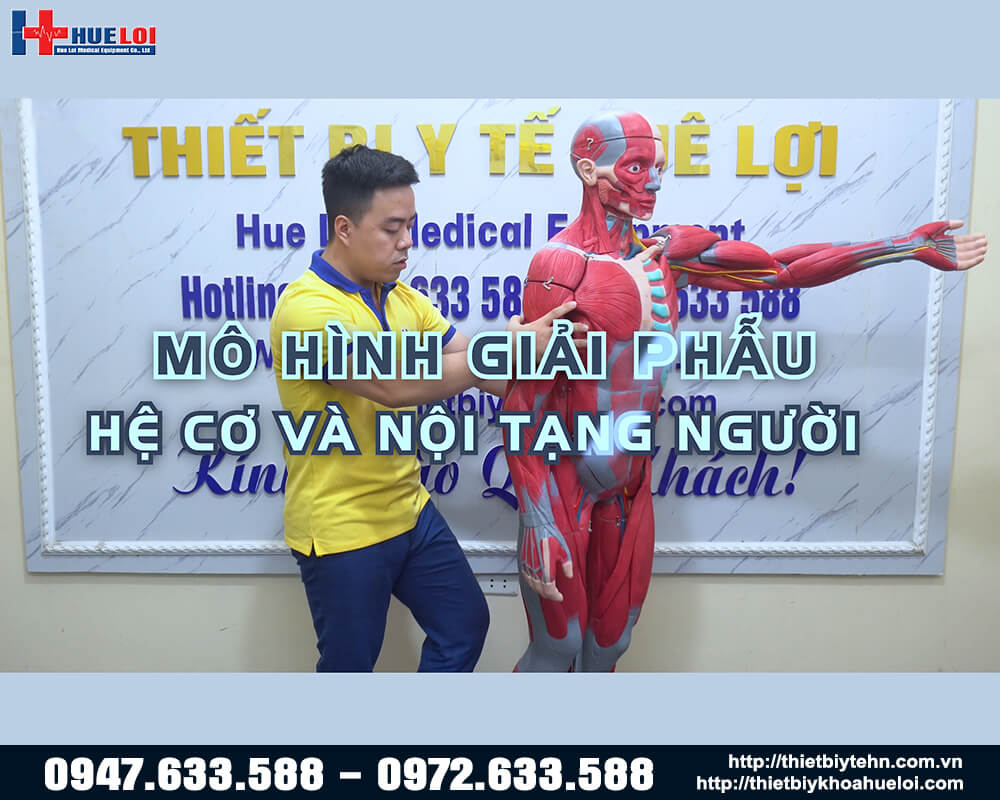 mô hình hệ cơ và nội tạng 170cm