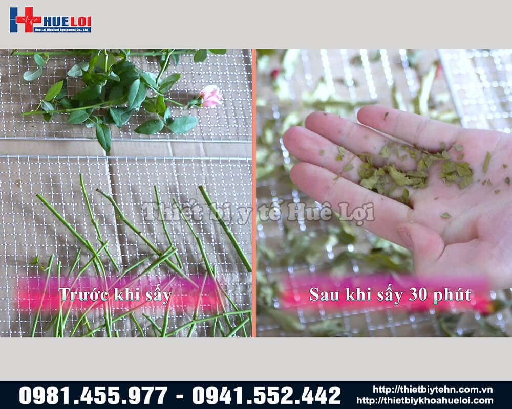 dược liệu trước và sau khi sấy
