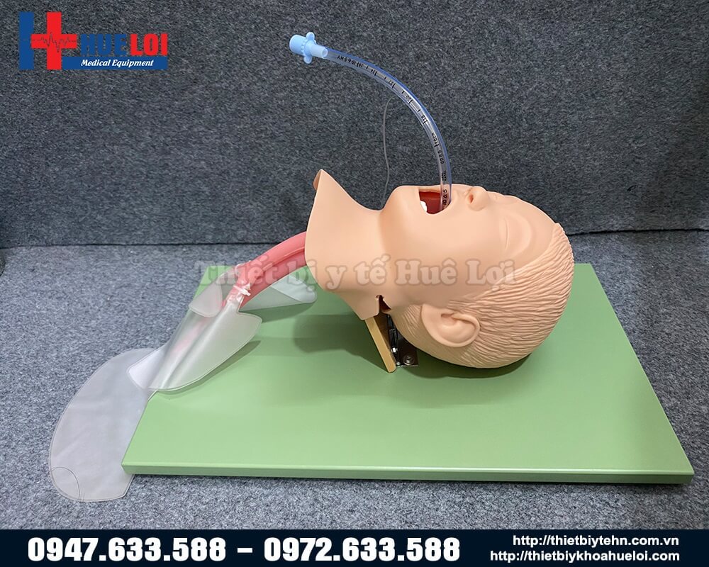 mô hình đặt khí quản