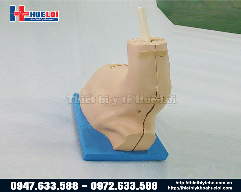 mô hình khớp vai thực hành phẫu thuật nội soi