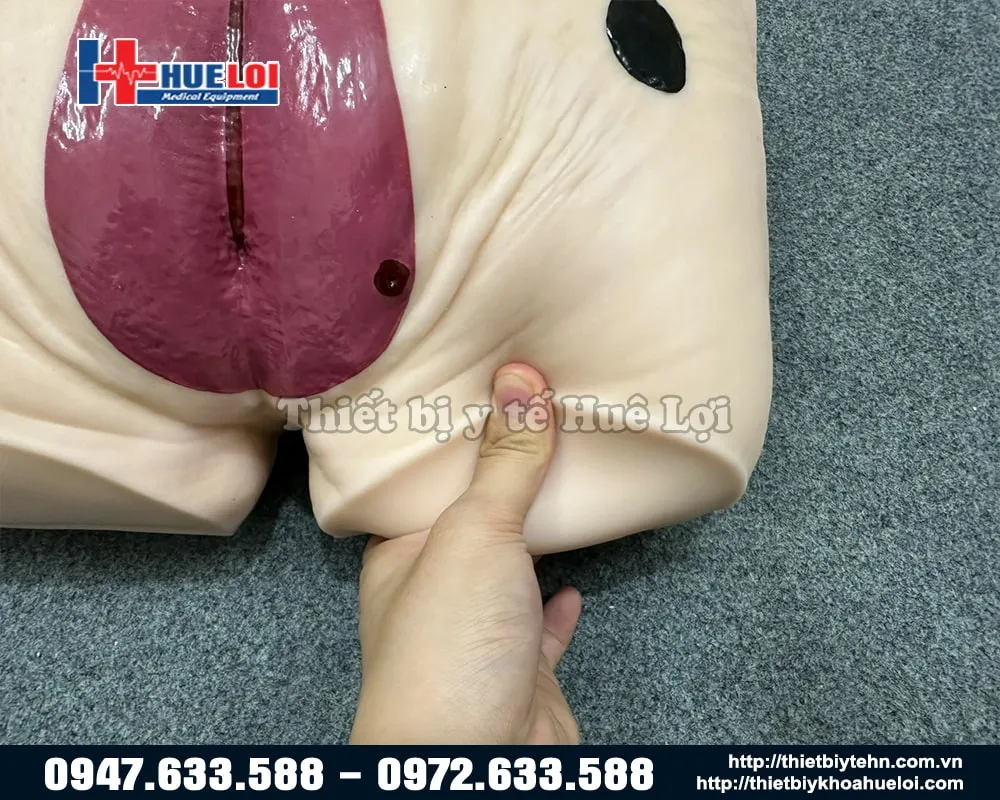 Cùng một cụ cụ vùng mô hình chất liệu